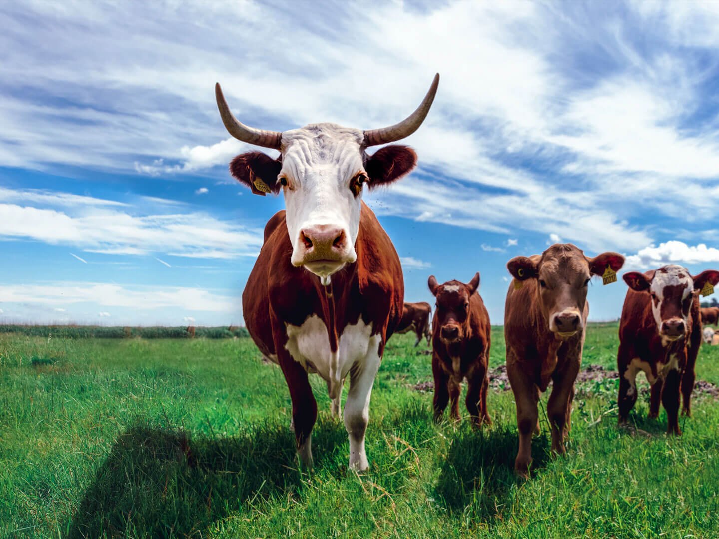 Free Range Cattle Farming Free Range Cattle Farming